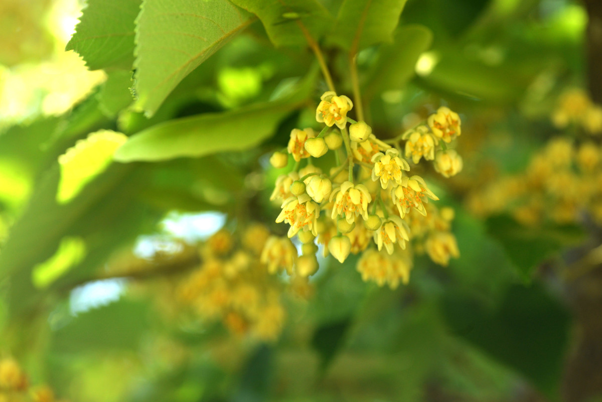 菩提樹の花咲く日本遺産「浄光明寺」へ【花のコラム】 ｜特集 ｜【公式 